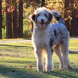 Prim - Aussiedoodle
