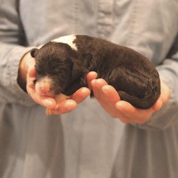 Misty - Black and white female Sheepadoodle puppy in Cleveland, Tennessee from Narrow Path Old English & Sheepadoodles