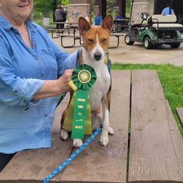 Basenji All Grown Up from WayCon kennels