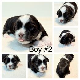 Boy 2 - Chocolate male Havanese puppy in Elkins, Arkansas from Havana Knights Havanese