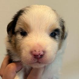 Blue Merle male 1 - Blue merle male Australian Shepherd puppy in Castle Rock, Washington from Zoolo Kennels