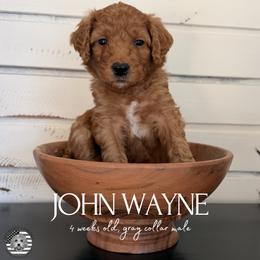 John Wayne - Red  male Goldendoodle puppy in San Jose, California from Red White and Doodle