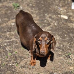 Maple - Dachshund