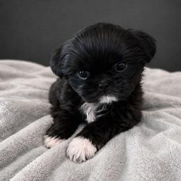 Wolfie - Black male Shih Tzu puppy in Richmond, Texas from Aleka Shih Tzu