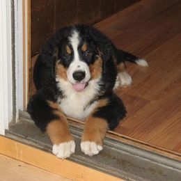 Bernese Mountain Dogs and Pembroke Welsh Corgis from Frosty Bernese