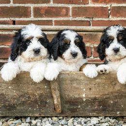 Bernedoodles and Bernese Mountain Dogs from Smokehouse Puppies
