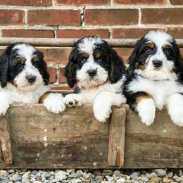 Bernedoodles and Bernese Mountain Dogs from Smokehouse Puppies