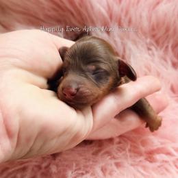 Sebastian - Chocolate and tan male Dachshund puppy in Robesonia, Pennsylvania from Happily Ever After’s Puppies