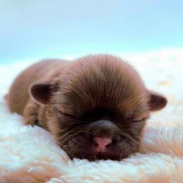 Daphne (brown) Chocolate - Liver female Shih Tzu puppy in Richmond, Texas from Aleka Shih Tzu