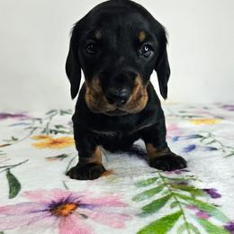 Black and tan male - Black and tan male Dachshund puppy in Belle Rive, Illinois from Akin's Miniature Dachshunds, LLC