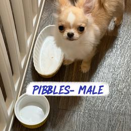 Pibbles - Cream and white male Chihuahua puppy in Williamsburg, Virginia from PAWSitive Cheeky Chihuahuas