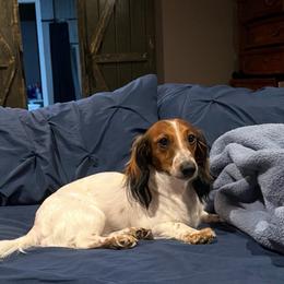 Pebbles - Dachshund