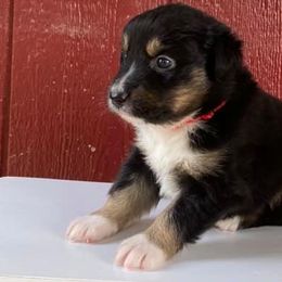Australian Shepherds from Five Oaks Aussies