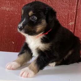 Australian Shepherds from Five Oaks Aussies