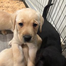 Brooklyn - Yellow female Labrador Retriever puppy in Menifee, California from Dioscuri Kennel