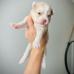 Santorini (Pet Only Contract) - Lavender male Pomsky puppy in Greenville, South Carolina from Thicketty Mountain Pomskies