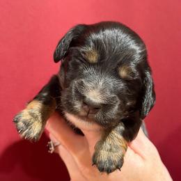 Salazar - Black and tan male Dachshund puppy in Roanoke, Alabama from J&E Dachshunds