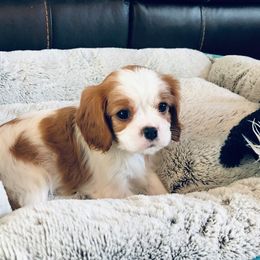 Cavalier King Charles Spaniel Puppies from Sophia's Hearth Cavaliers