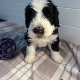 Marcie - Green Girl - Black and white Sheepadoodle puppy in Camillus, New York from Spy Haven LLC