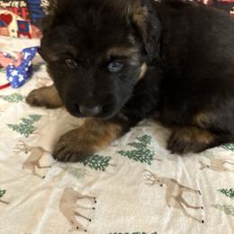 Orange collar male - Black and red male German Shepherd puppy in Dallas, Georgia from Cottonwood Kennel