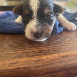 Yorkshire Terrier Puppies from Buddha Babies Yorkshire Terriers