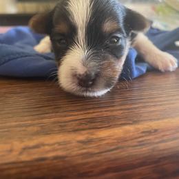 Yorkshire Terrier Puppies from Buddha Babies Yorkshire Terriers