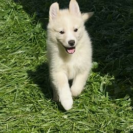 Girl2 - White female Pomsky puppy in Bolton, Connecticut from Elle Pomsky