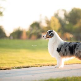 Pax - Australian Shepherd