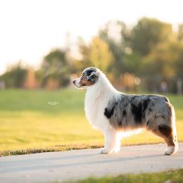 Pax - Australian Shepherd