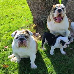 Bulldog Puppies from Pappy's Bullies