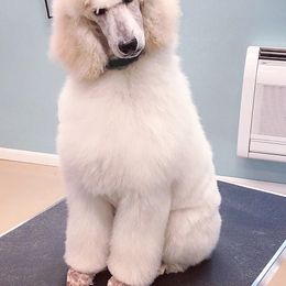 Poodle Puppies from Segraves Poodles