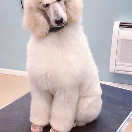 Poodle Puppies from Segraves Poodles