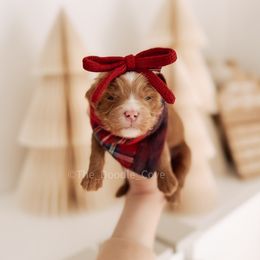 Classy - RL Christmas - Red  female Goldendoodle puppy in Syracuse, Indiana from The Doodle Cove