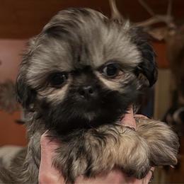 Twinkie - Gold female Shih Tzu puppy in Nekoosa, Wisconsin from Brox Acres House of Fur LLC