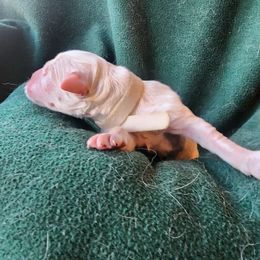 White - Golden female Golden Retriever puppy in Lucasville, Ohio from Halo Kennels