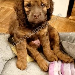 Cockapoo Puppies from Cano Cockapoos