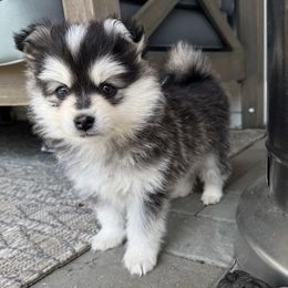 Pomskies from Garden state pomskies