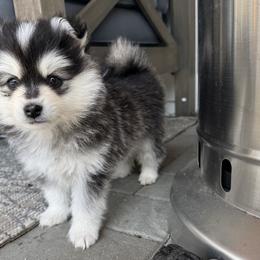 Pomskies from Garden state pomskies