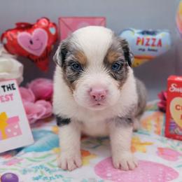 Jolly Rancher - Blue merle male Australian Shepherd puppy in Riverside, California from Aus Cal (Aussies of soCal)