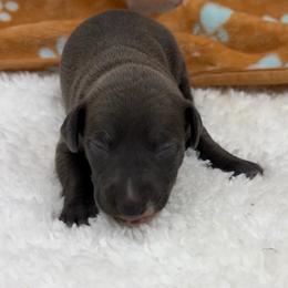 Dally - Seal female Italian Greyhound puppy in West Plains, Missouri from Sycamore Ridge Puppies