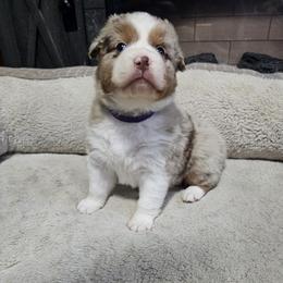 Honeymaren - Red merle female Australian Shepherd puppy in Terryville, Connecticut from Spirited Aussies