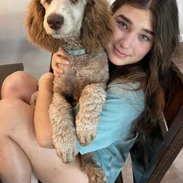 Poodle puppies from Pine Hill Standard Poodles