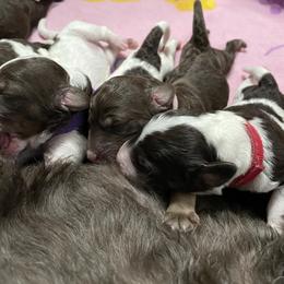 Poodle Puppies from Country Side Kennels