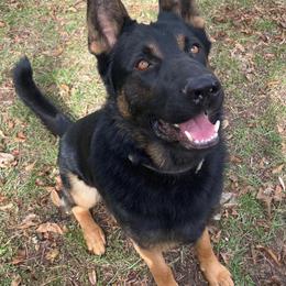 German Shepherds from East Texas GSD