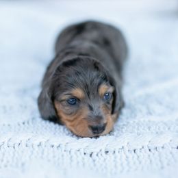 Dachshund Puppies from ag dachshunds