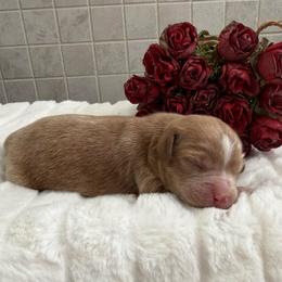 Anna - Apricot female Cavapoo puppy in South Jordan, Utah from Simply Sweet Paws. LLC