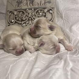 Shih Tzu puppies from Be Dazzled Shihtzu