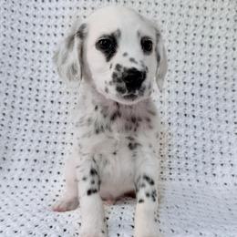 Pluto - White and black male Dalmatian puppy in Jefferson, Georgia from Spotted Jewels Dalmatians