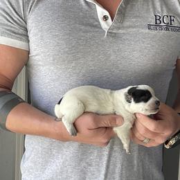 Eve - Female 1 - Blue female Australian Cattle Dog puppy in Jefferson, South Carolina from Blue Creek Farms