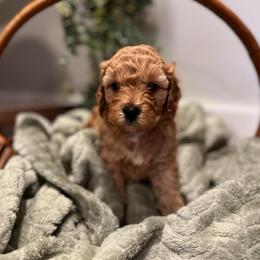 Linus - Apricot male Cavapoo puppy in Englewood, Ohio from Hart’s Cavapoos